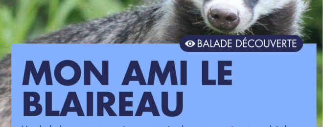 MON AMI LE BLAIREAU