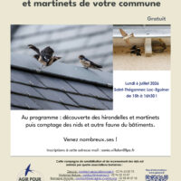 À la découverte des hirondelles et des martinets !