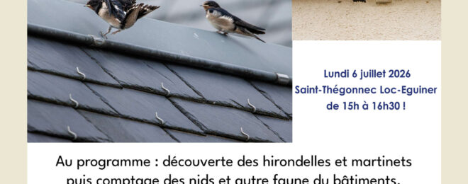 À la découverte des hirondelles et des martinets !