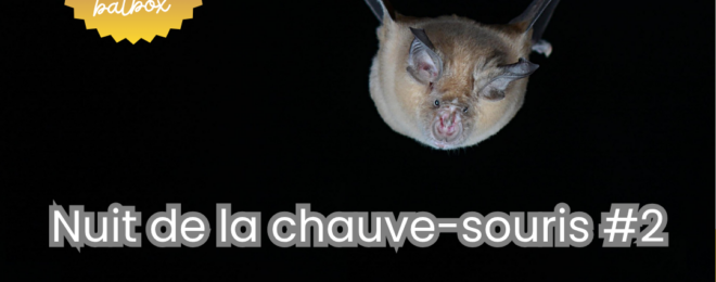 Animation biodiversité – Nuit de la chauve-souris #2